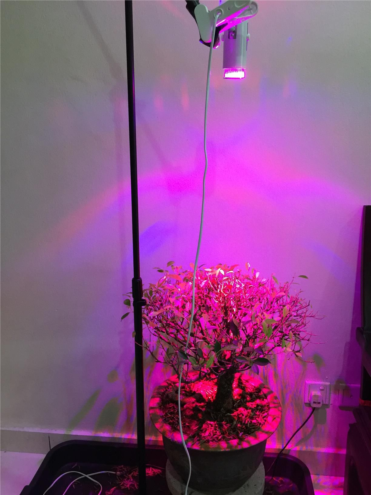 Floor Lamp For Plants Led Grow Lights Grow Lights Indoor within proportions 1224 X 1632