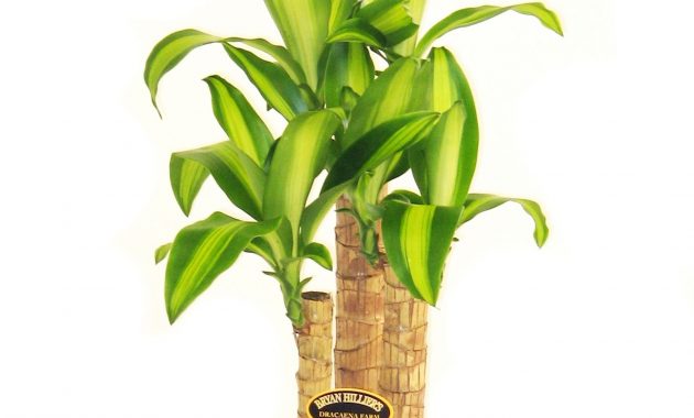 200mm Dracaena Massangeana Happy Plant Bunnings Warehouse in dimensions 1600 X 1600