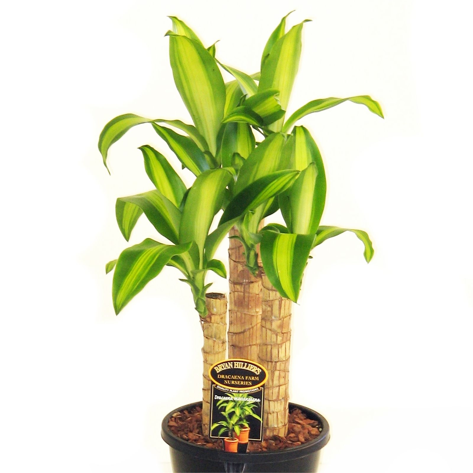 200mm Dracaena Massangeana Happy Plant Bunnings Warehouse in dimensions 1600 X 1600