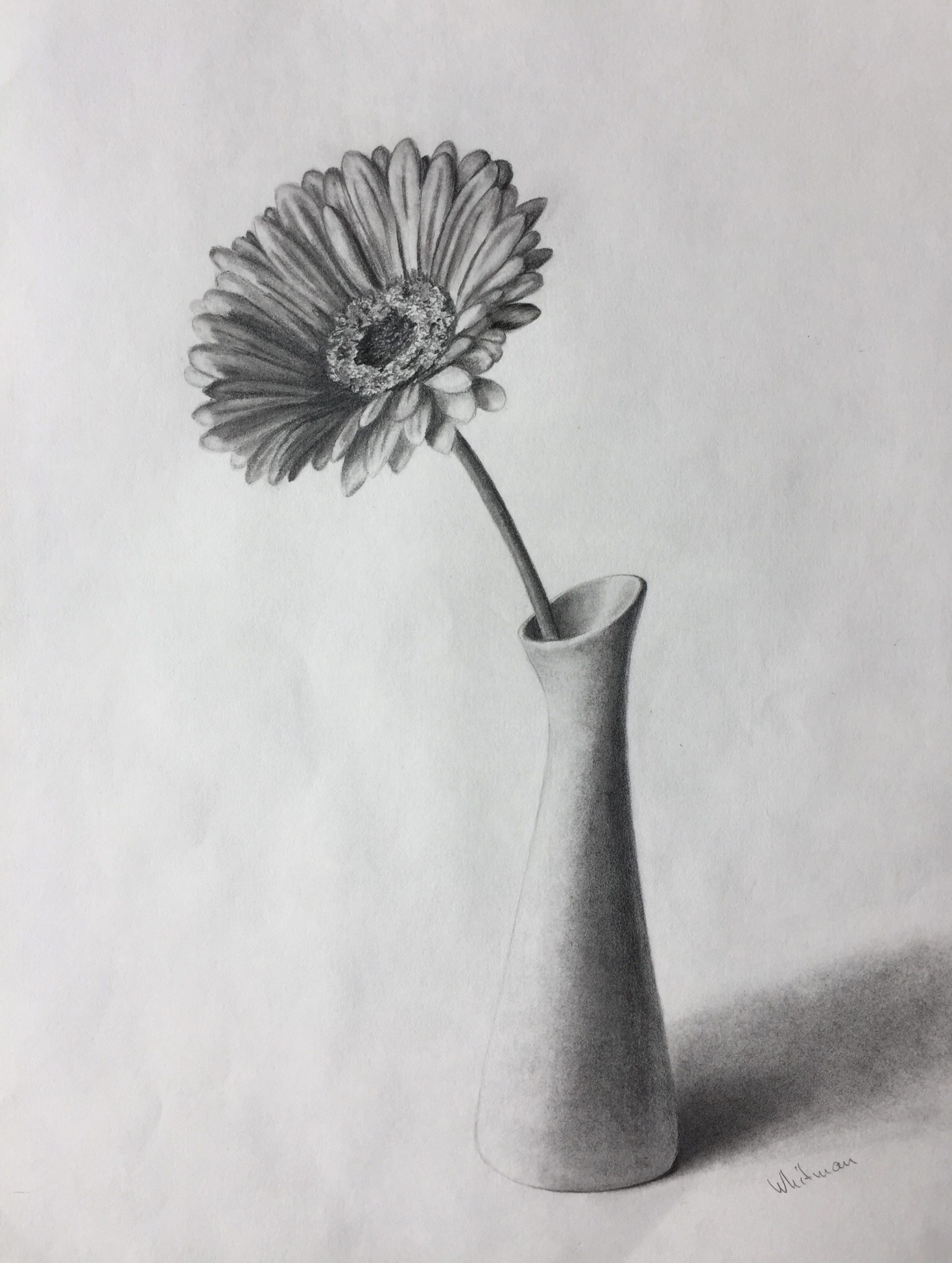 80 Gerbera Flower In A Vase Still Life Sketch Original with size 2446 X 3244