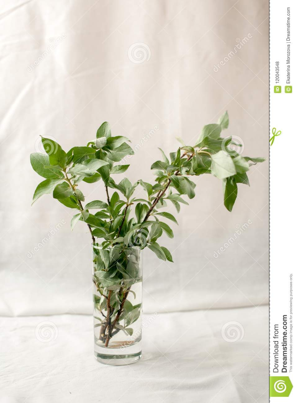 Bouquet Of Green Twigs In A Glass Vase Fresh Greenery Still in proportions 957 X 1300