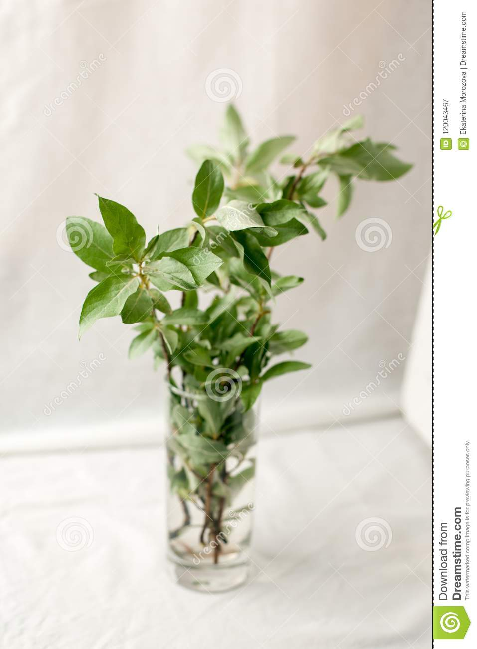 Bouquet Of Green Twigs In A Glass Vase Fresh Greenery Still throughout size 957 X 1300