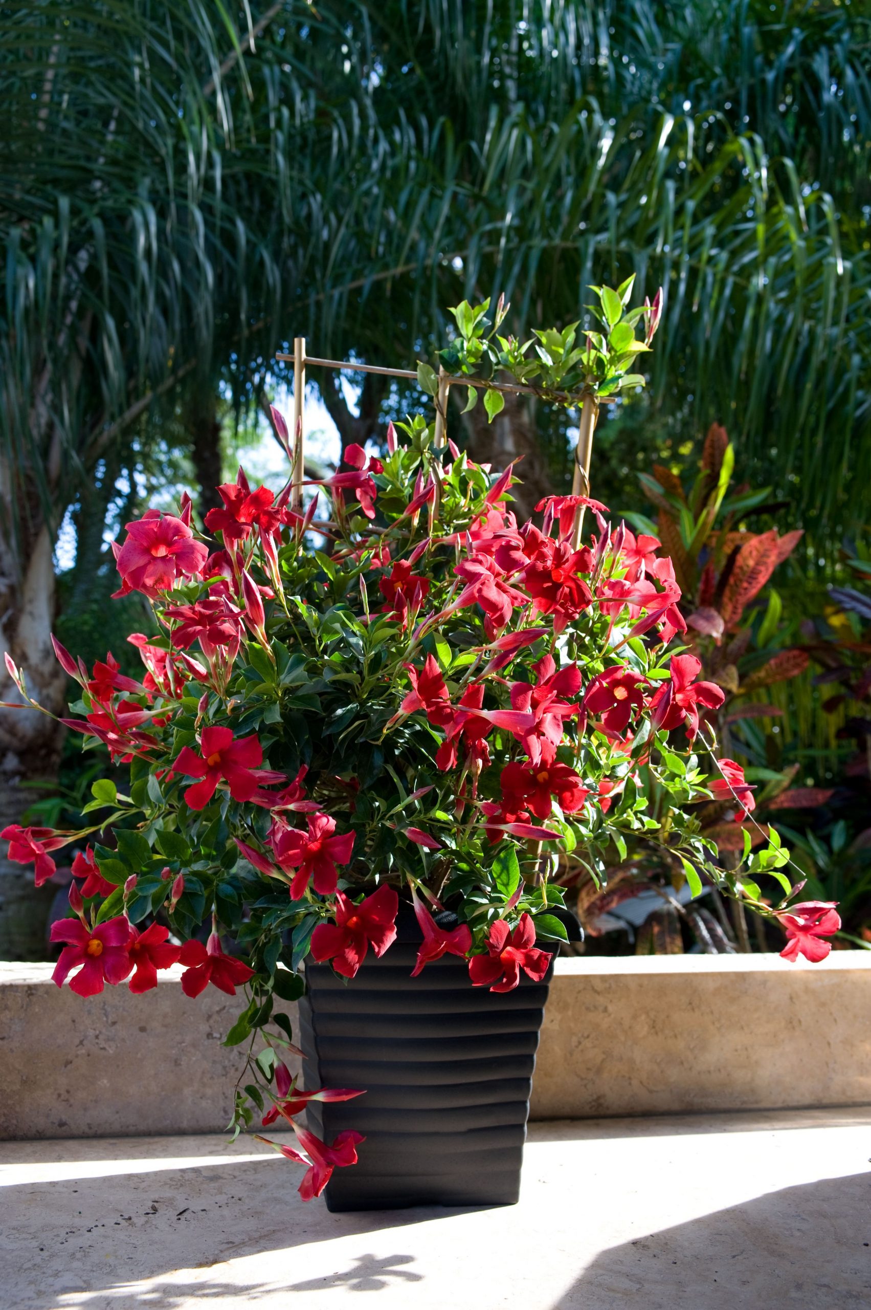 Climbing Mandevilla Pretty Crimson 1048 Each Bunnings for dimensions 2832 X 4256