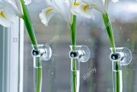 Close Up Of Three Irises In Window Suction Cup Vases Stock in measurements 1064 X 1390