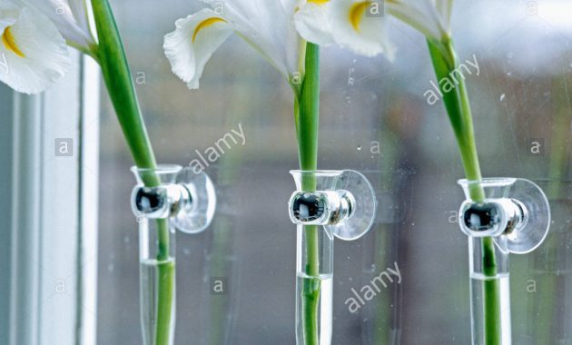 Close Up Of Three Irises In Window Suction Cup Vases Stock in measurements 1064 X 1390