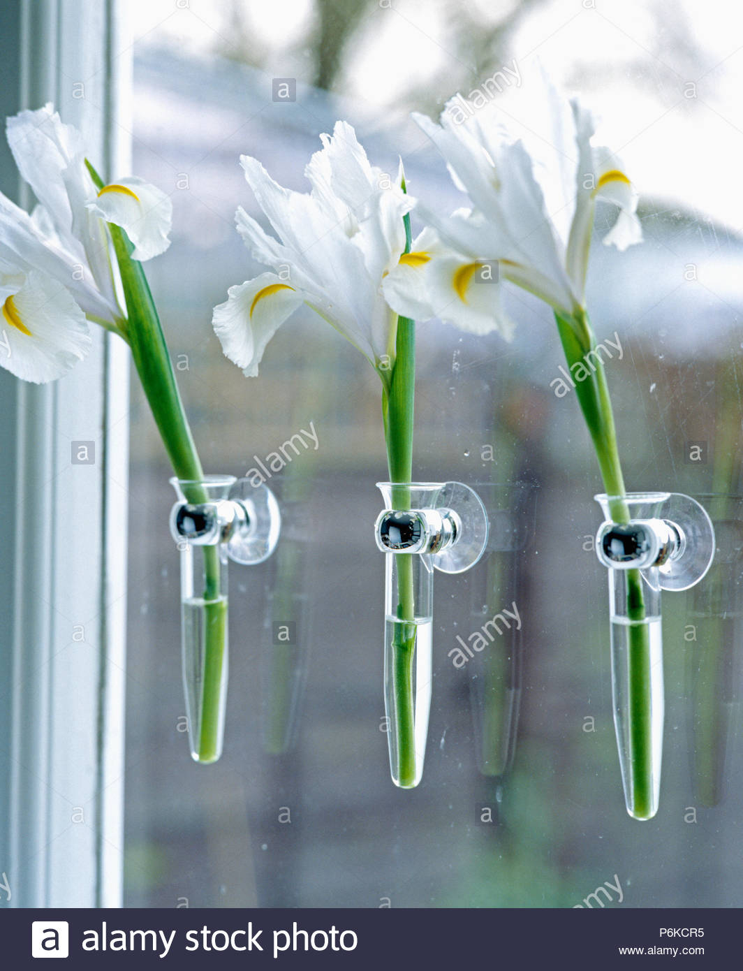 Close Up Of Three Irises In Window Suction Cup Vases Stock in measurements 1064 X 1390