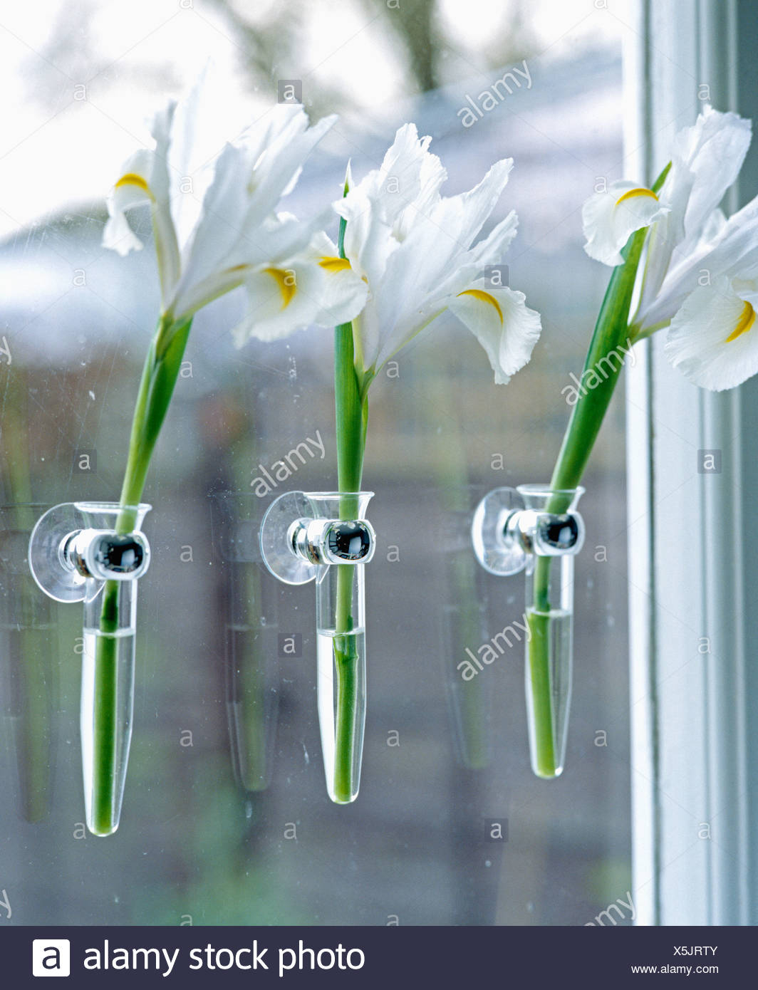 Close Up Of Three Irises In Window Suction Cup Vases Stock in proportions 1064 X 1390