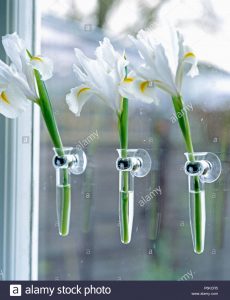 Close Up Of Three Irises In Window Suction Cup Vases Stock inside size 1064 X 1390