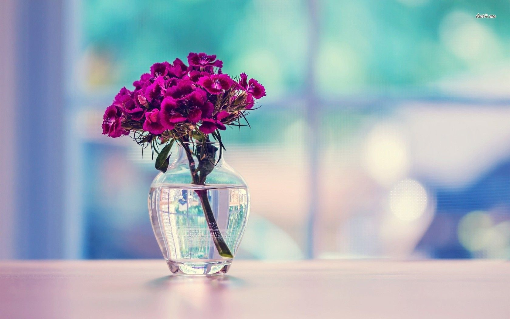 Dianthus Bouquet In A Vase Hd Wallpaper Unique Flower regarding proportions 1680 X 1050