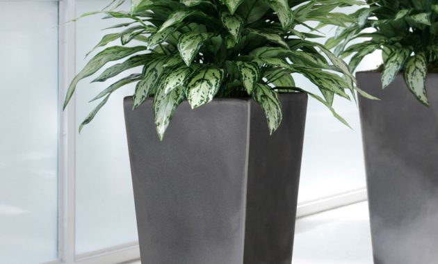 Double Silk Silver Queen Plant intended for dimensions 900 X 1124