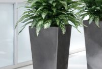 Double Silk Silver Queen Plant pertaining to dimensions 900 X 1124