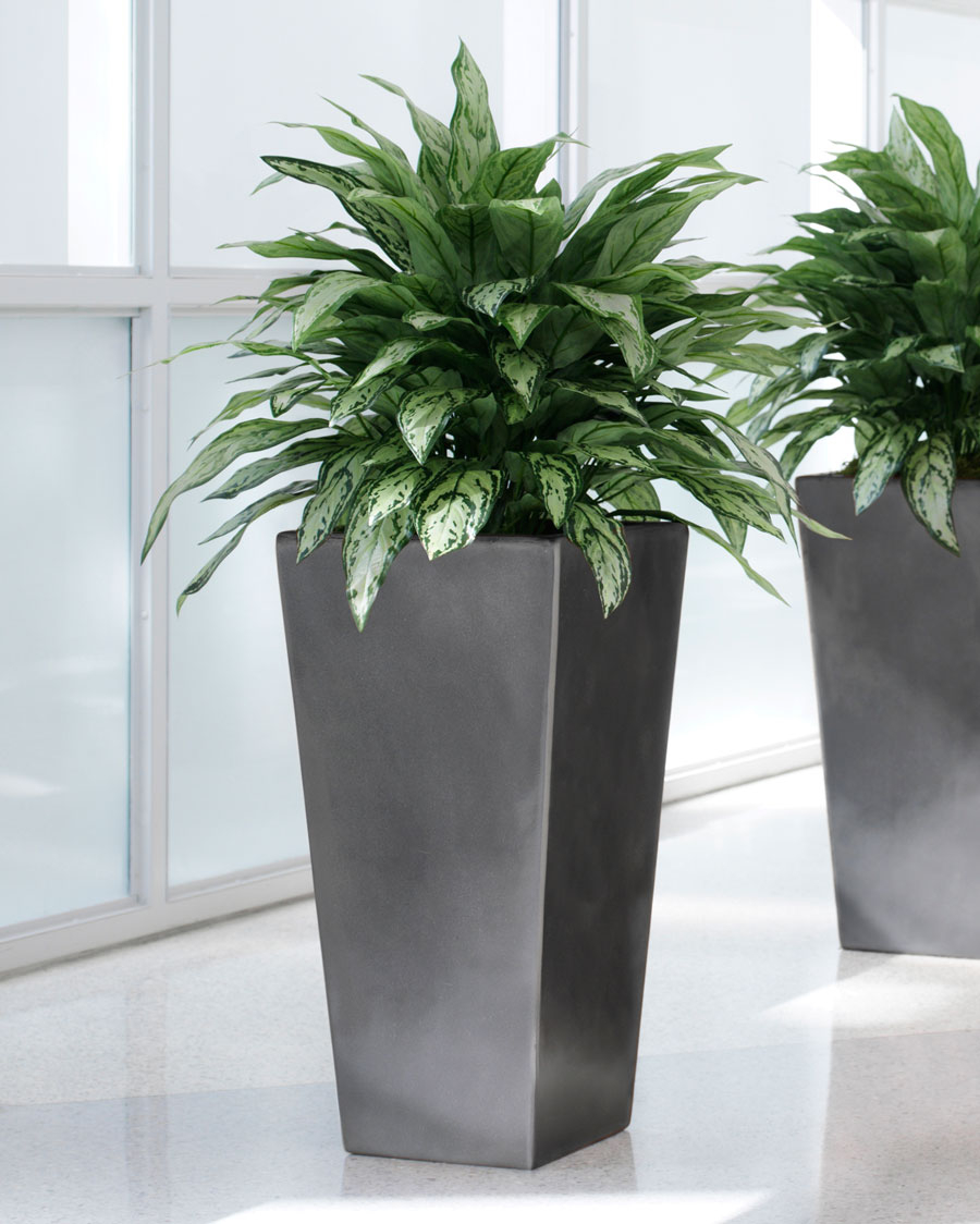 Double Silk Silver Queen Plant pertaining to dimensions 900 X 1124