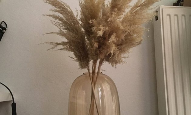 Extra Long Pampas Grass20 Or 39ivory Coloredprice Per intended for proportions 1000 X 999