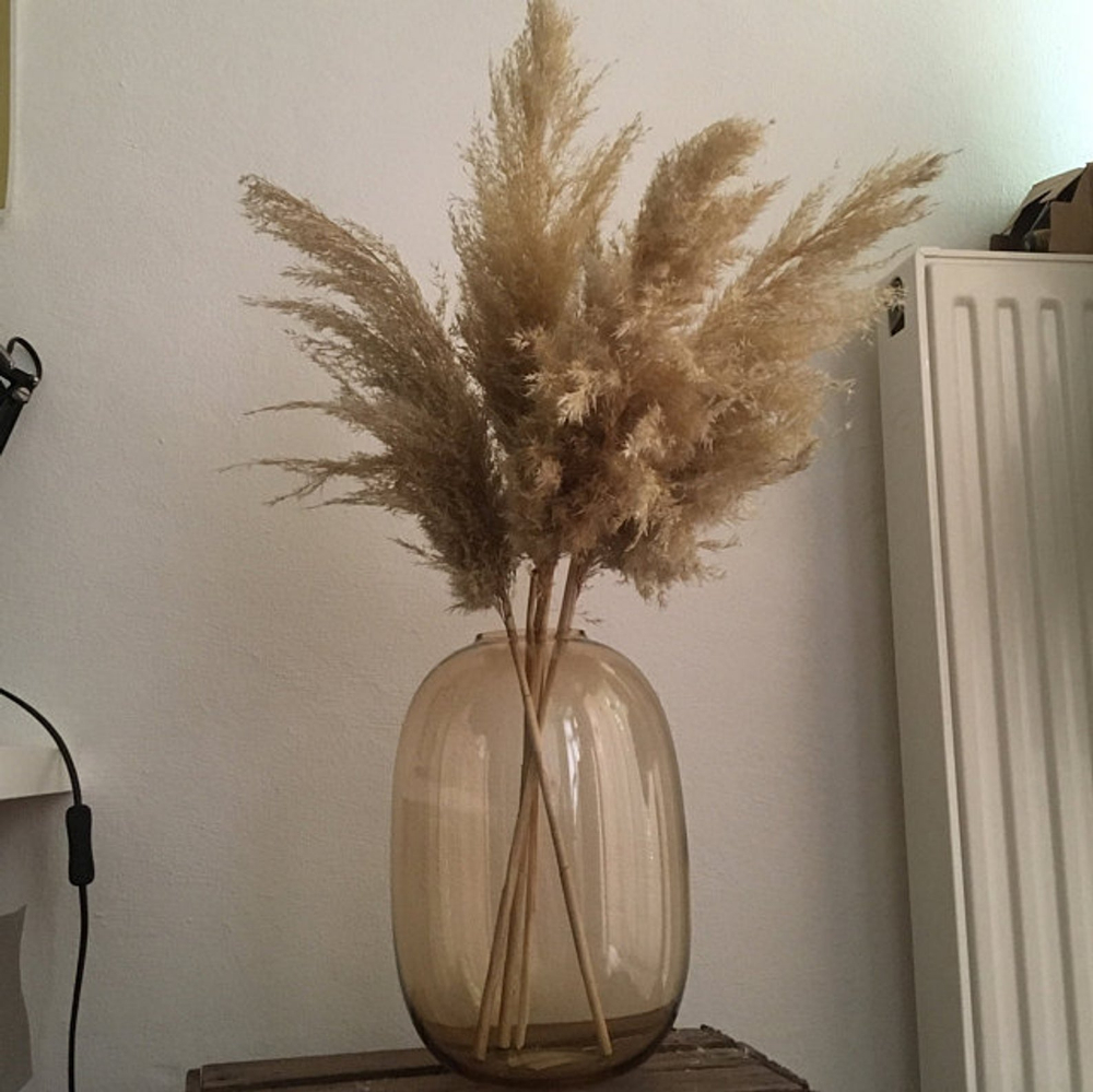 Extra Long Pampas Grass20 Or 39ivory Coloredprice Per intended for proportions 1000 X 999