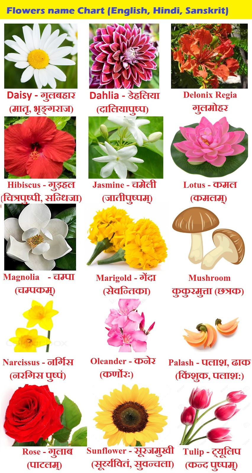 Flowers Name In Hindi Phoolon Ke Naam Sanskrit And regarding sizing 852 X 1600