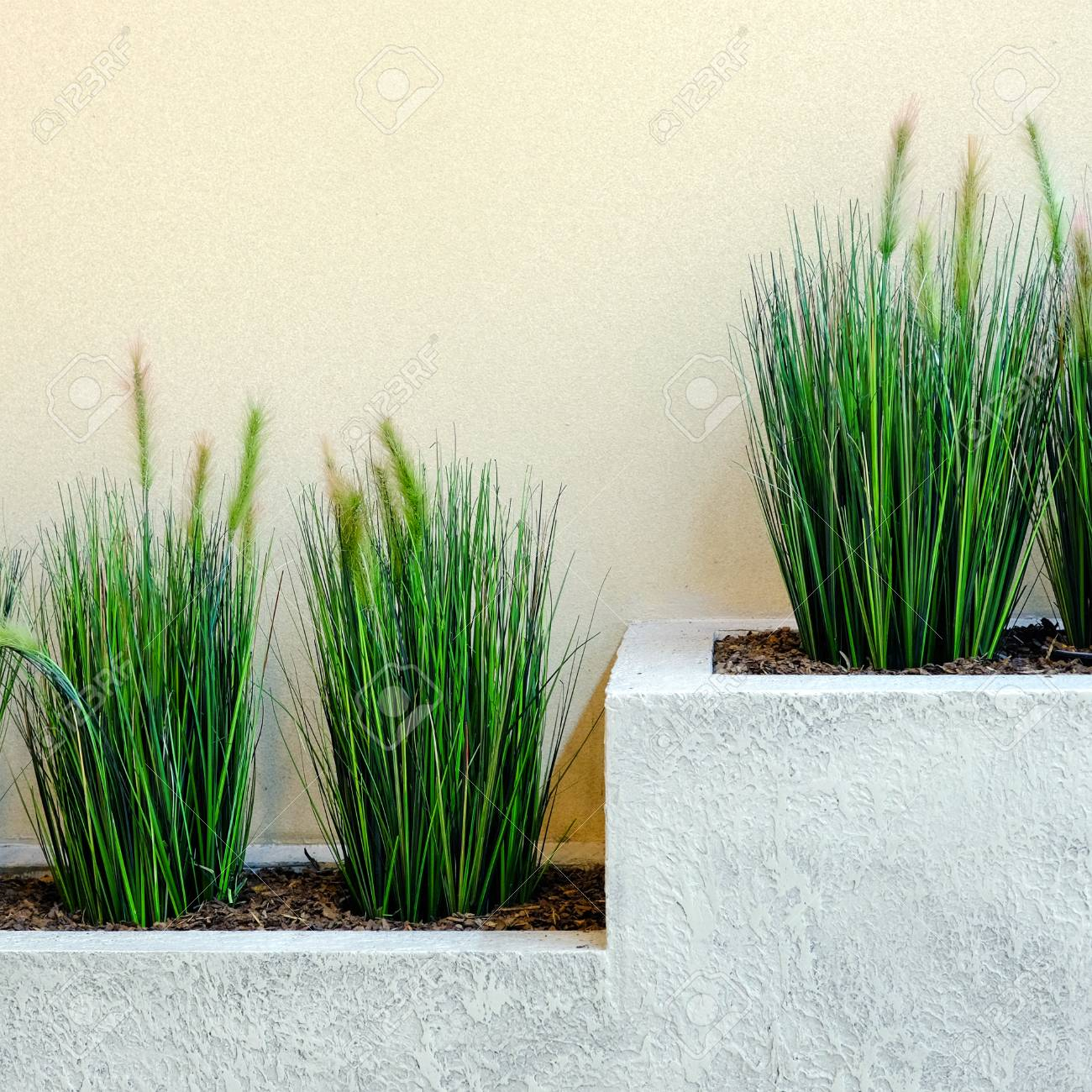 Fresh Green Plants In Vases Decorative Greenery On The Background Of The Shopping Center pertaining to size 1300 X 1300