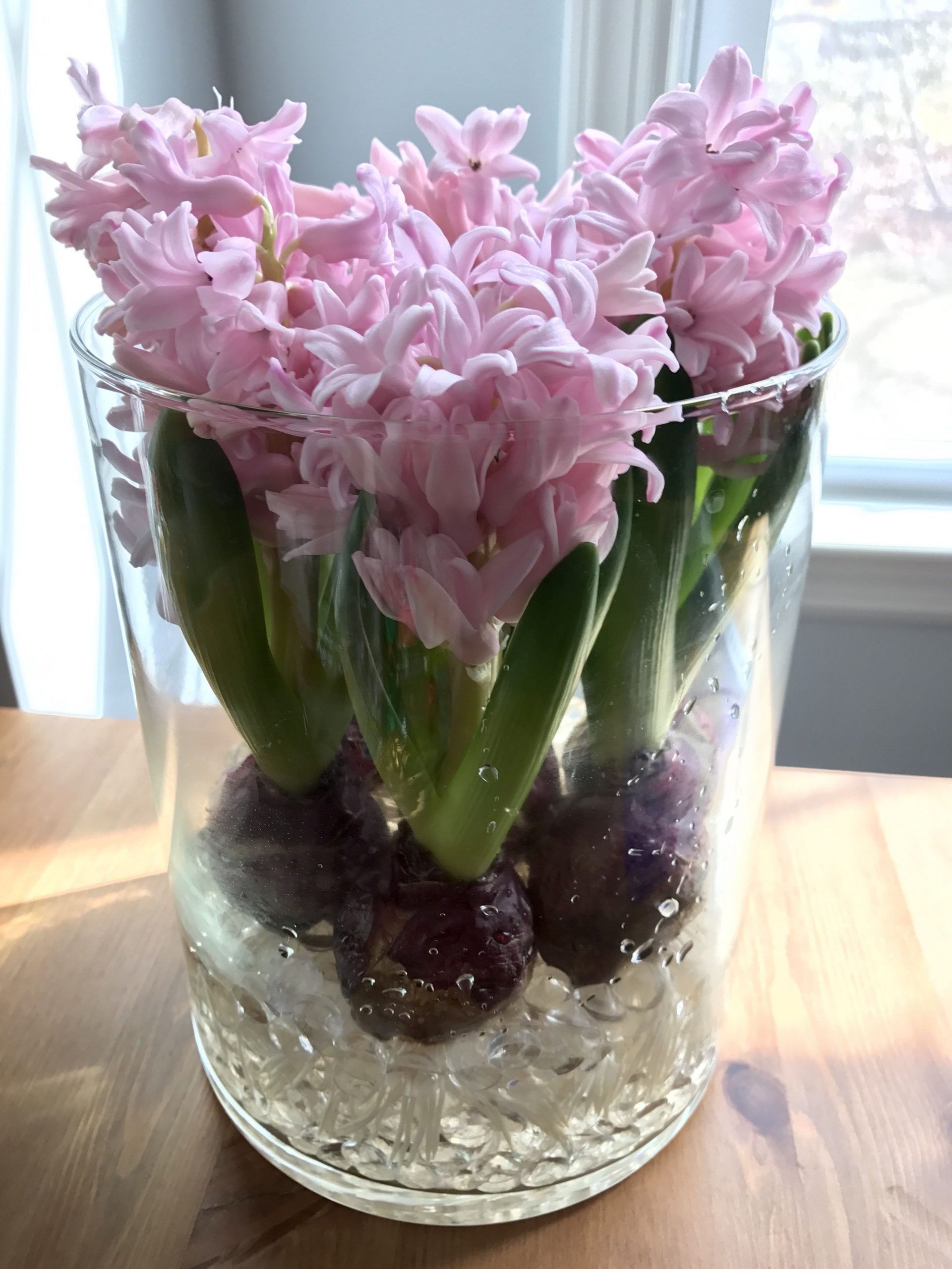 Grow Hyacinth With Just Water Put Rocks Or Decorative Rocks within proportions 3024 X 4032