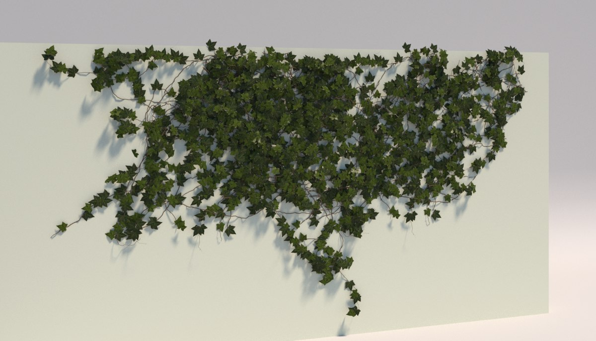 Hedera Helix 3d Model with proportions 1200 X 686