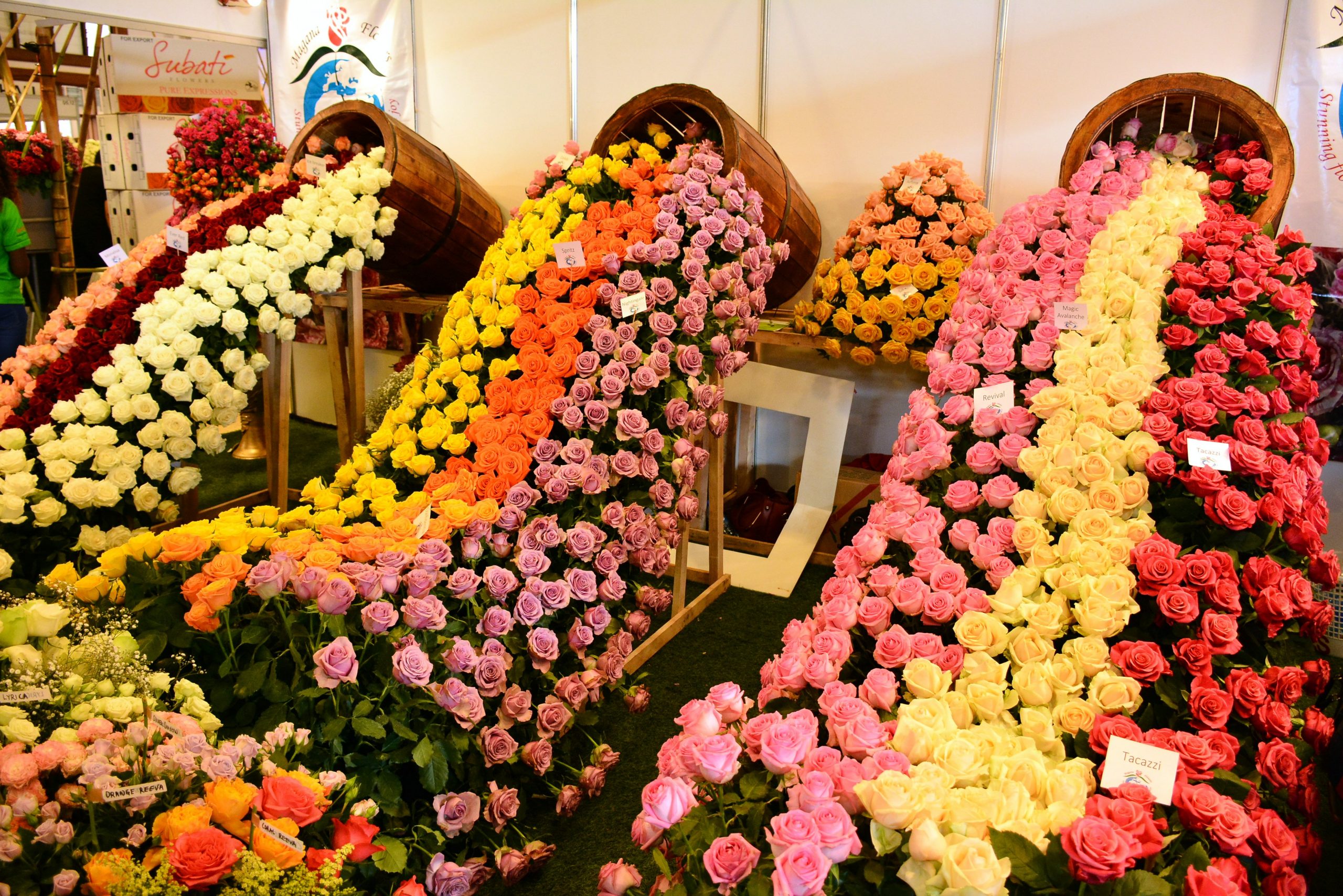 Kenya Set To Hold Its First Flower Festival In October This inside sizing 4496 X 3000