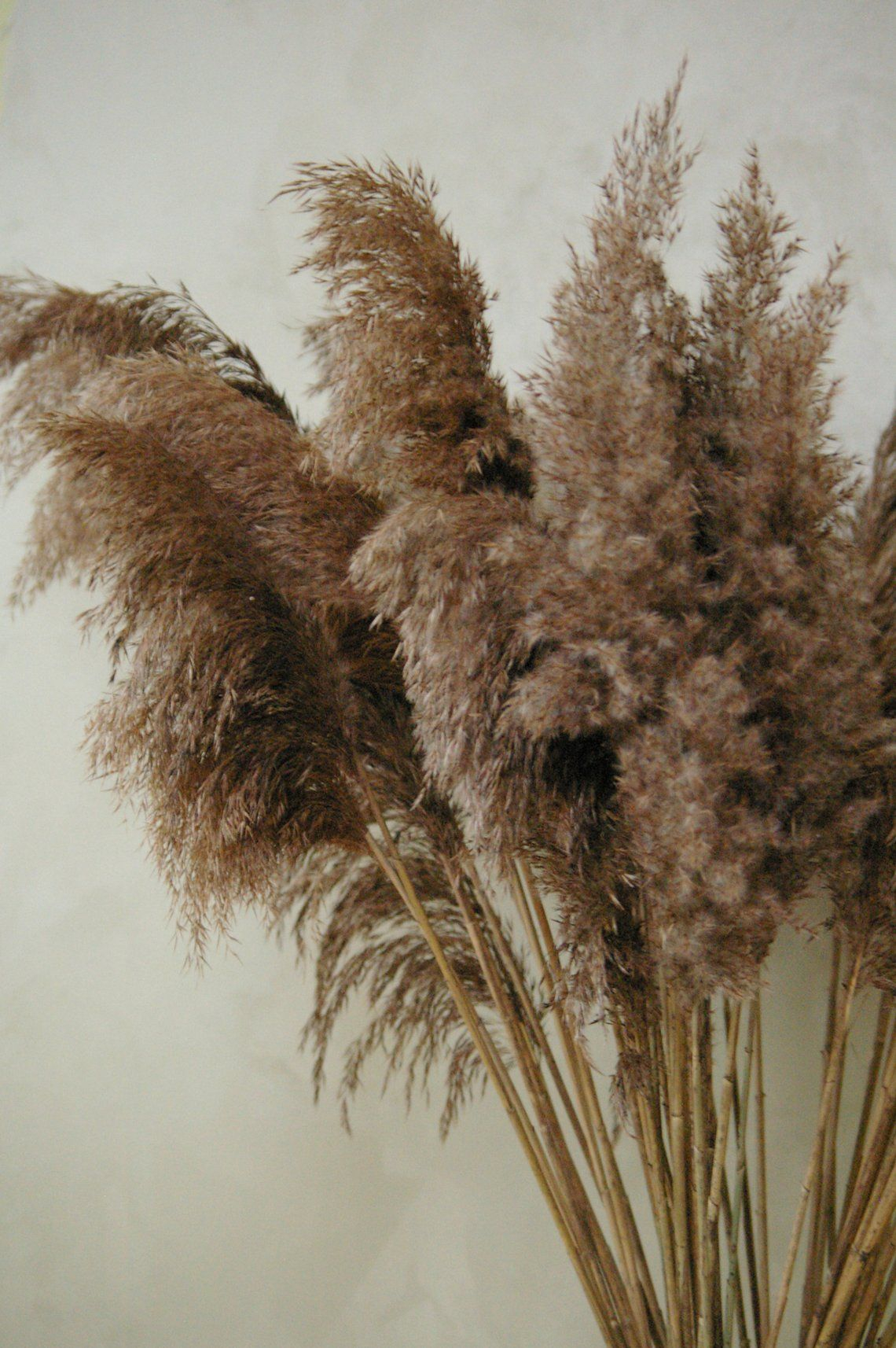 Large Light Colored Dry Reeds Plumes Long Cane Plume Pampas intended for size 1140 X 1714