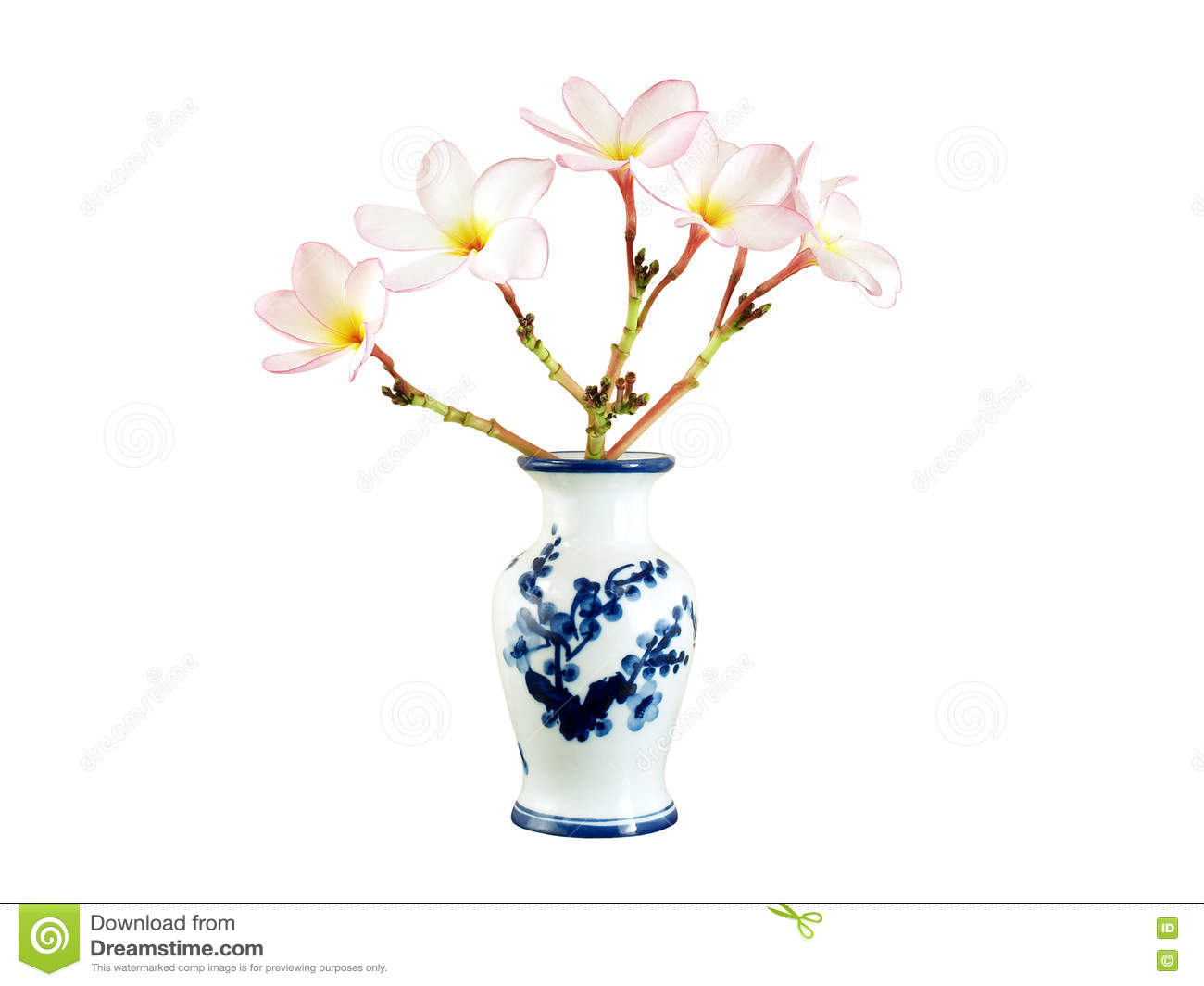 Le Plumeria Rose Fleurit Dans Le Vase Chinois Porcelaine D with regard to size 1300 X 1065