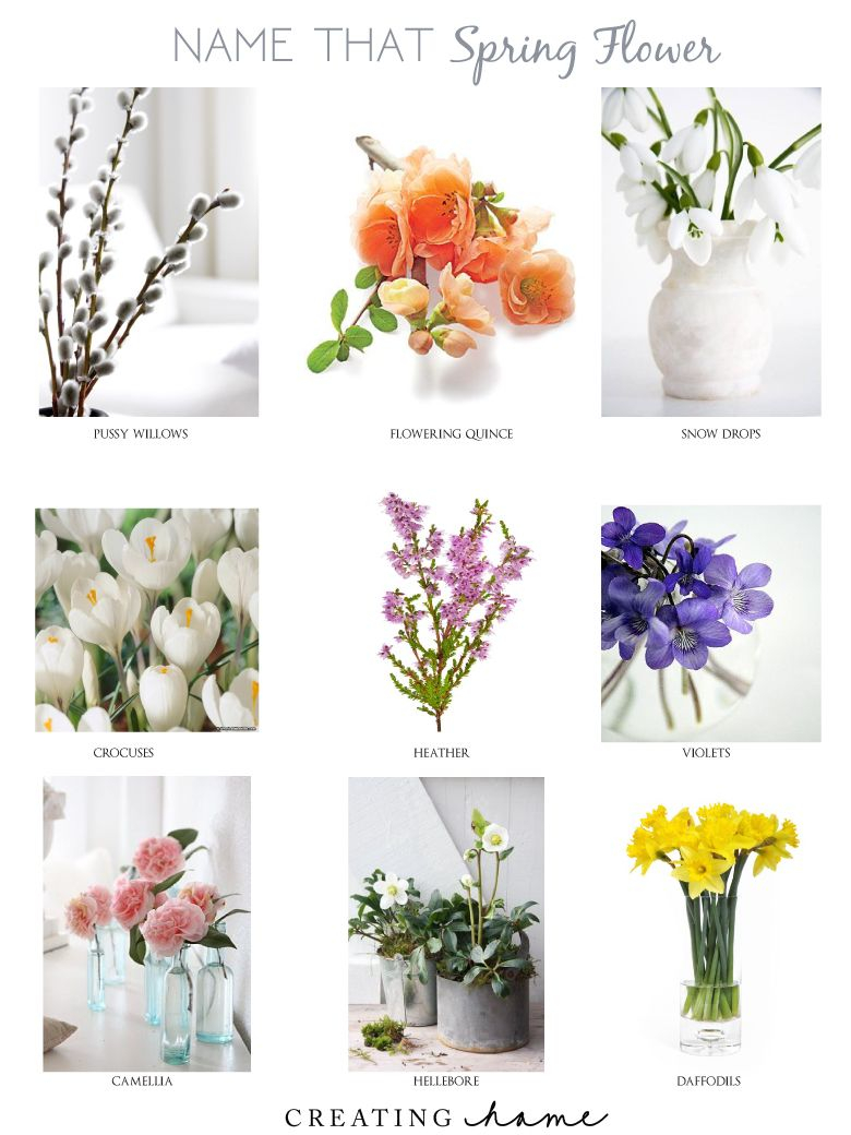 Name That Spring Flower Spring Flowers Flower Images With inside size 780 X 1040