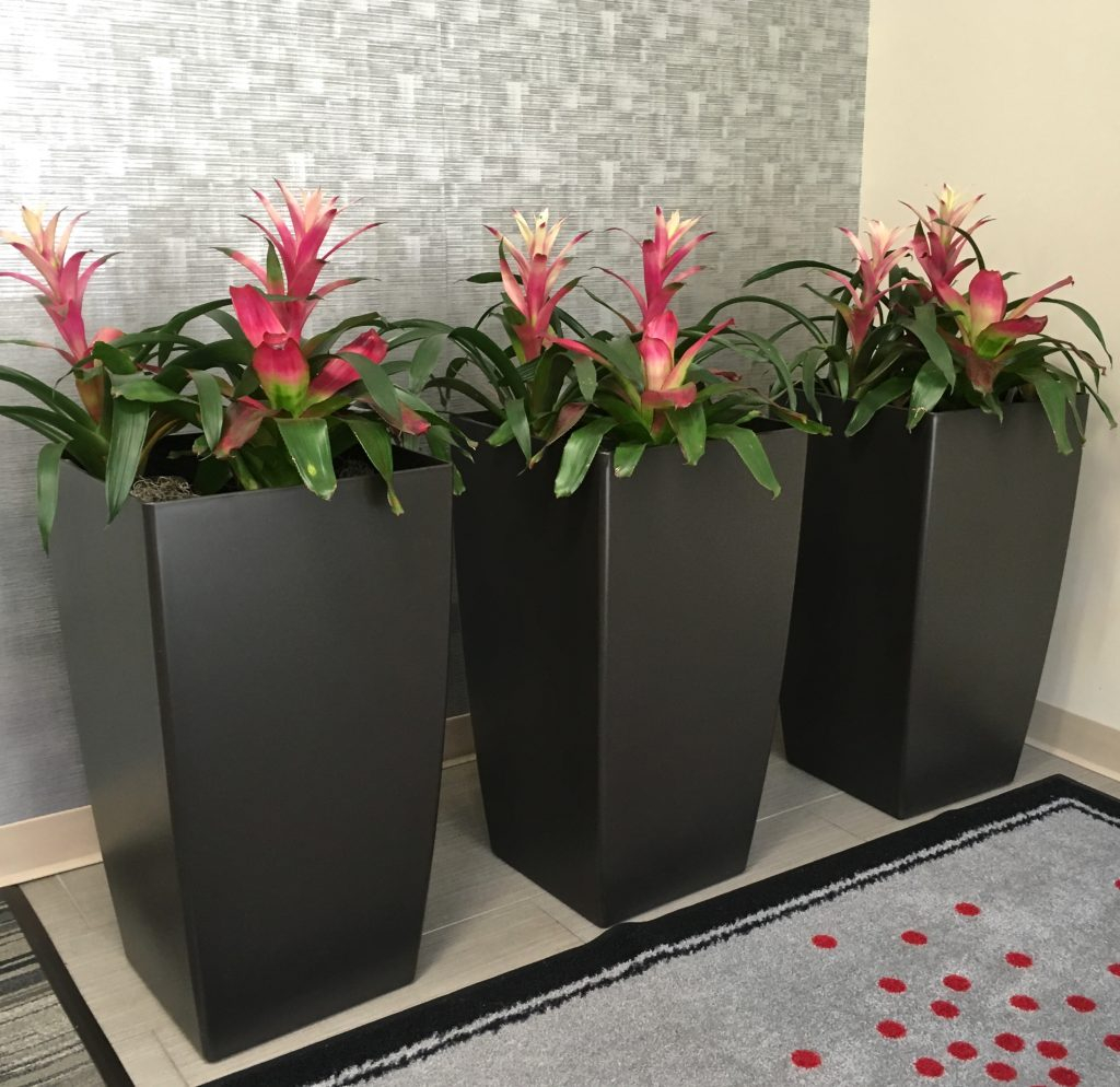 Office Plant Services Rental Maintenance From Everliving pertaining to sizing 1024 X 994
