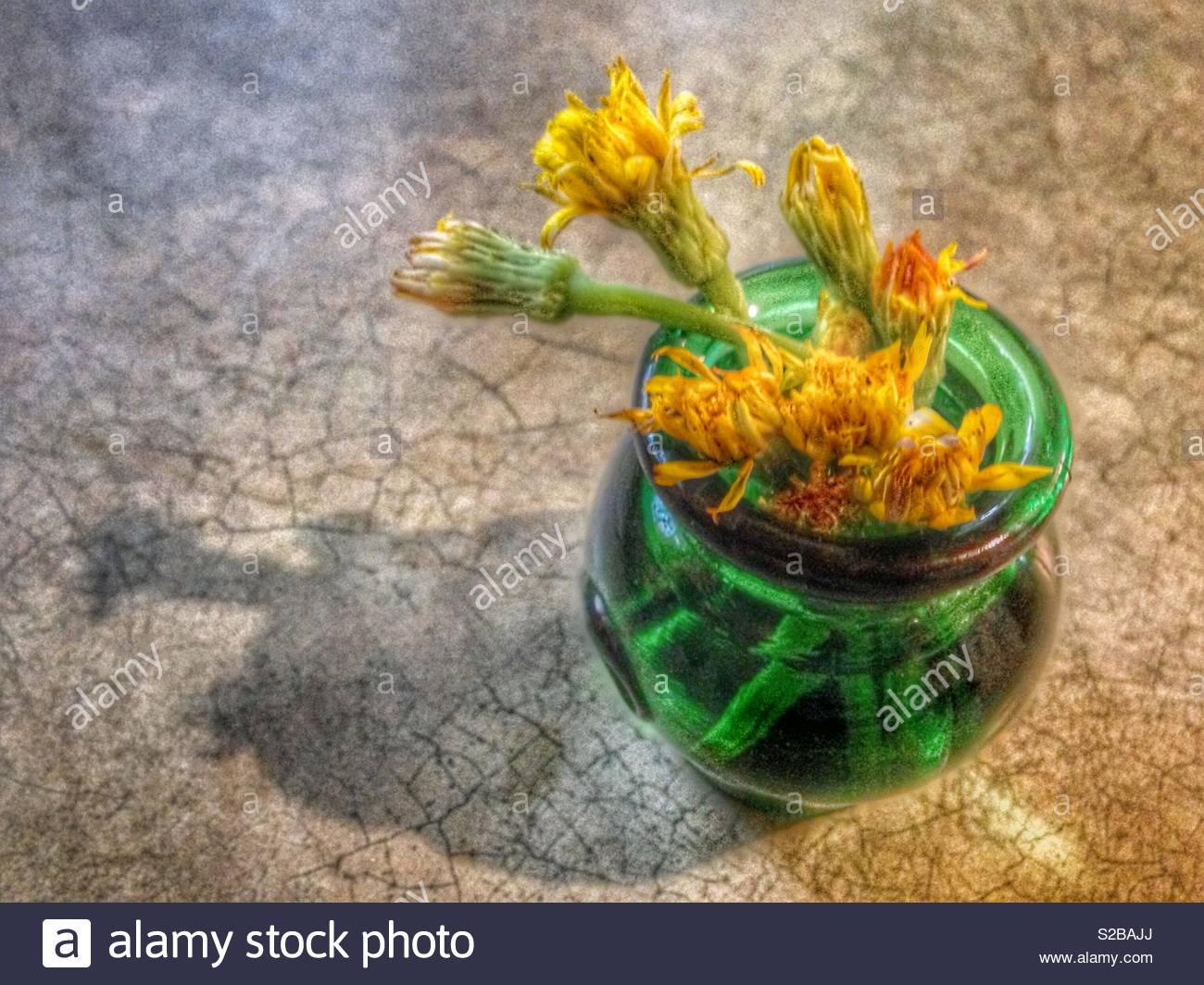 Phot Haute Dfinition De Pissenlits Jaunes Dans Un Vase En within proportions 1300 X 1064