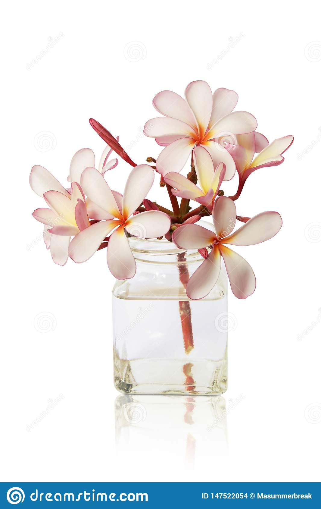 Pink Plumeria Flowers In Glass Vase Isolated On White throughout proportions 1066 X 1689