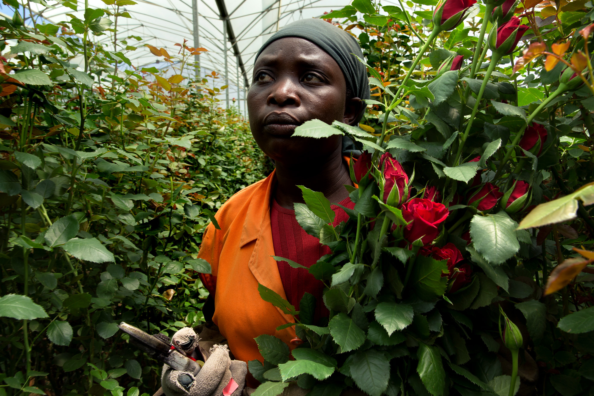 Roses Du Kenya Notre Enqute Sur Un Commerce Florissant Geo within dimensions 2000 X 1333