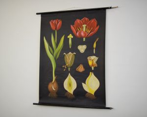 Tableau Mural De La Tulipe Par Jung Koch Quentell Des Annes 1950 in measurements 1600 X 1273