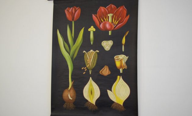 Tableau Mural De La Tulipe Par Jung Koch Quentell Des Annes 1950 in measurements 1600 X 1273