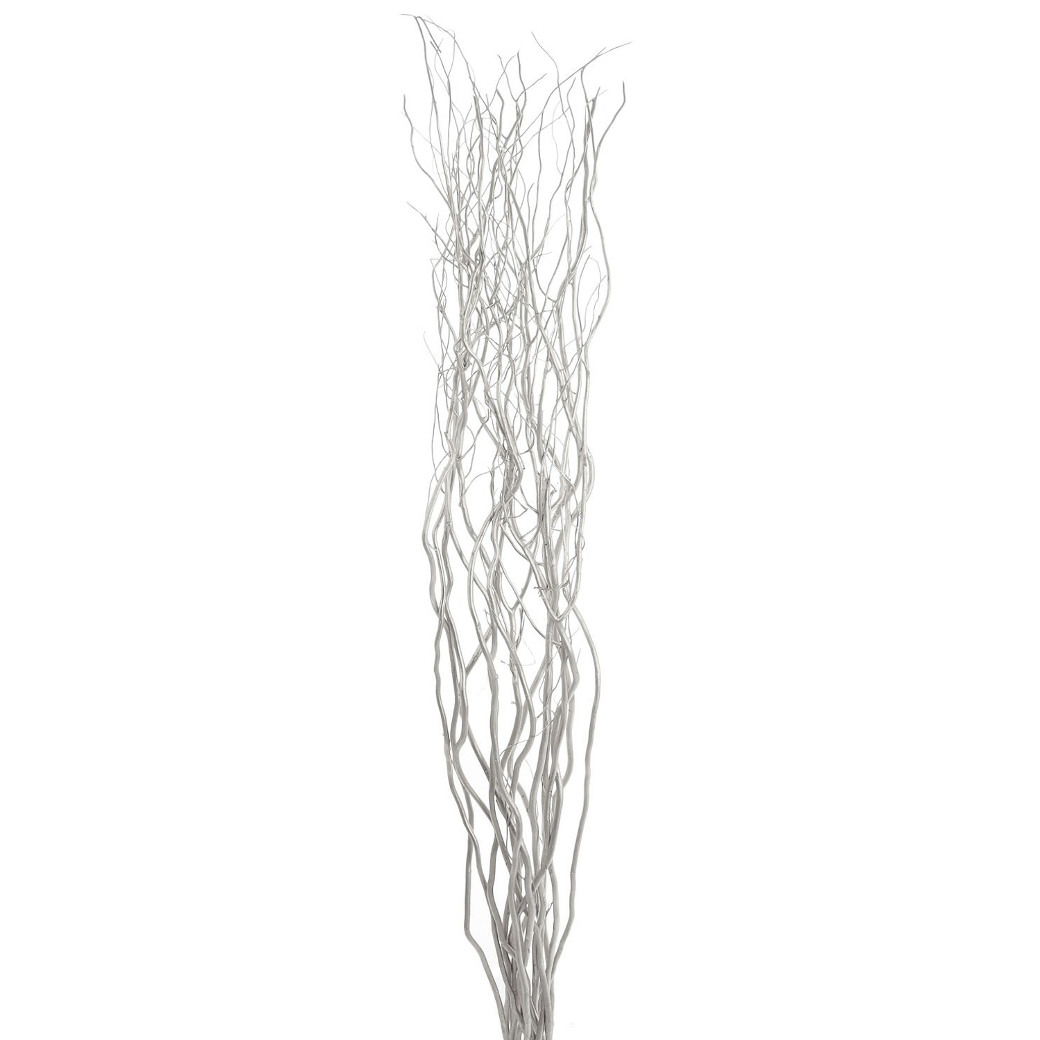 Tall Silver Willow pertaining to size 1500 X 1500