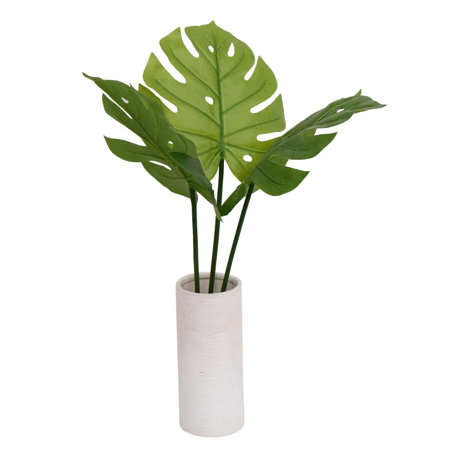 Three Bold Tall Upright Leaves Make Up The Tall Banana with regard to sizing 1560 X 1560