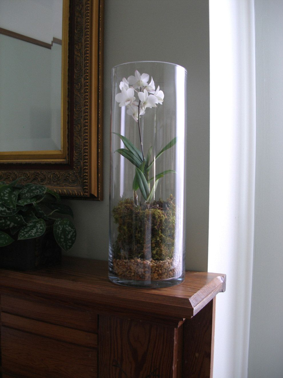 Using Round Cylinder Clear Glass Extra Tall Vase For Orchid pertaining to measurements 990 X 1320