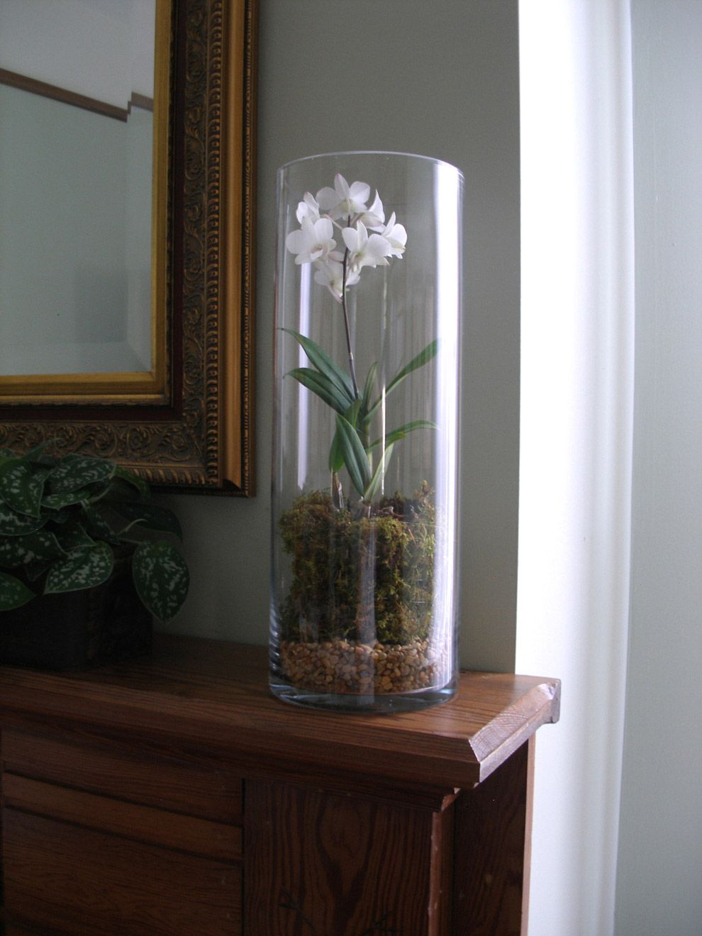 Using Round Cylinder Clear Glass Extra Tall Vase For Orchid throughout size 990 X 1320