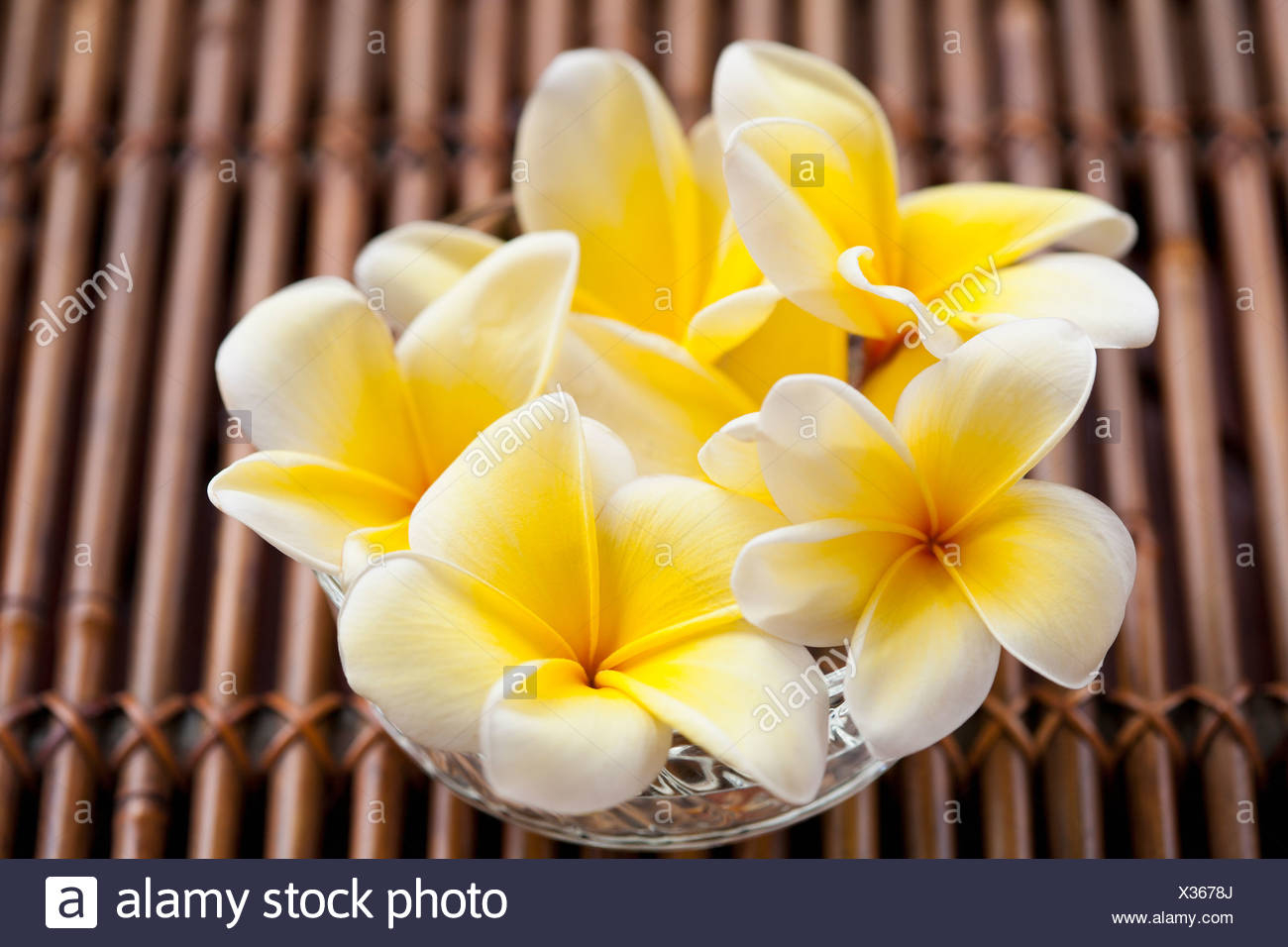 Vase With Plumeria Bouquet Stock Photo 277347298 Alamy intended for size 1300 X 956